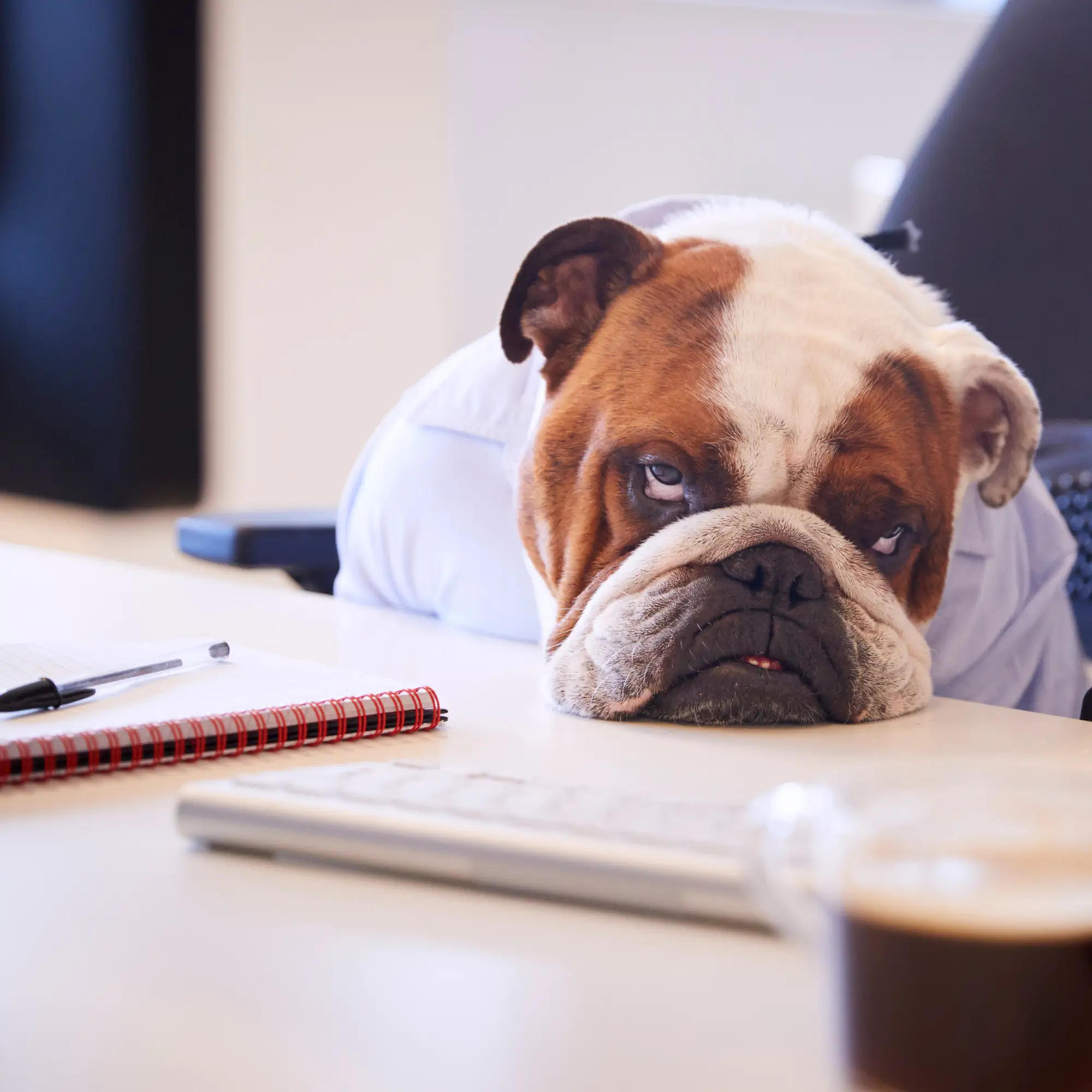 A dog with its head laying on a desk
